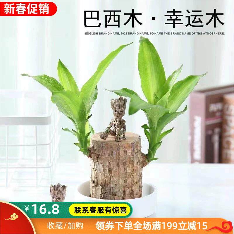 水培绿植巴西木幸运木水养盆栽办公室好养卧室客厅室内植物花卉