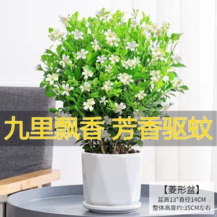 九里香盆栽绿植浓香四季 开花老桩室内阳台七里香驱蚊植物花卉盆景