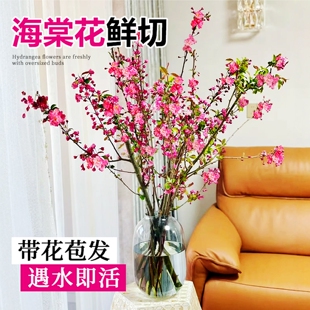 水培植物海棠鲜切枝条室内水养花卉绿植开花客厅插花干支垂丝海棠