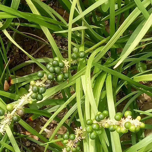 正宗麦冬药材小苗兰花三七种籽大花正宗耐寒种子多年生四季易播种
