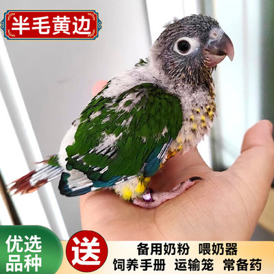 黄边凤梨肉桂活鸟小太阳鹦鹉雏鸟绿颊会说话手养小鸟宠物半毛鸟类