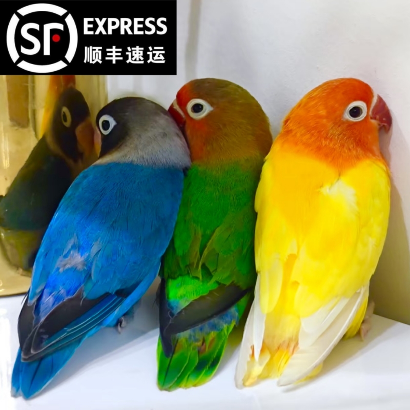 亲人半毛手养牡丹黄桃绿桃日本雏鸟幼小鸟说话活鸟宠物