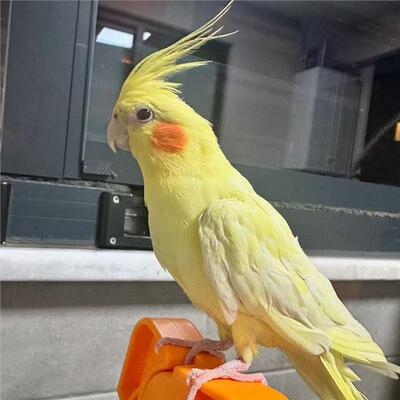 玄凤鹦鹉活鸟手养亲人会学说话宠物雏鸟好养活原始灰黄化珍珠断奶