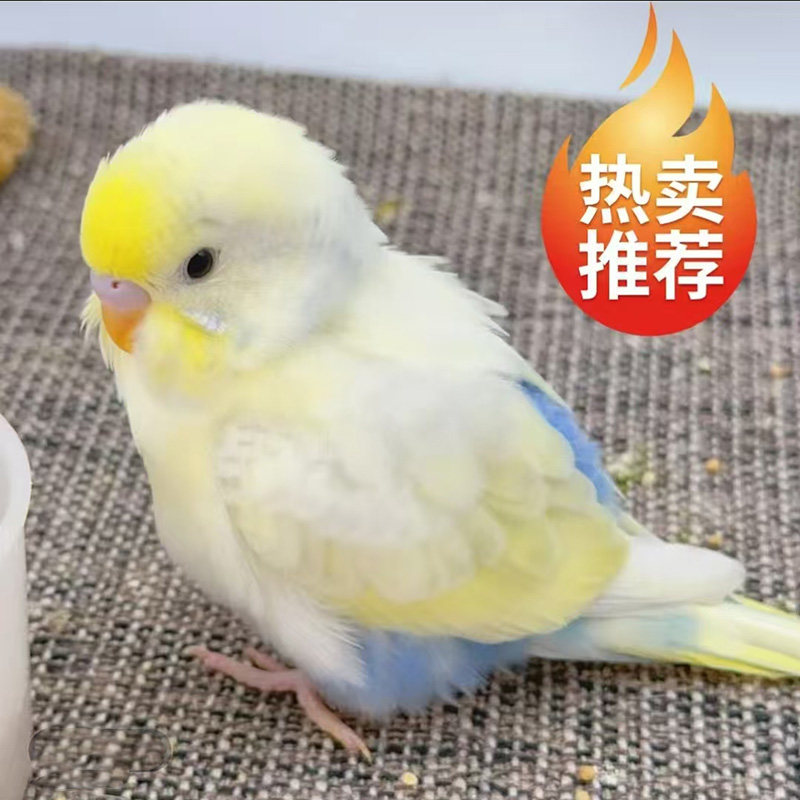 手养金彩大头小型鹦鹉活鸟虎皮鹦鹉鸟类小鸟会学说话的鸟一公一母图片