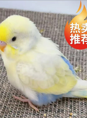 手养金彩大头小型鹦鹉活鸟虎皮鹦鹉鸟类小鸟会学说话的鸟一公一母