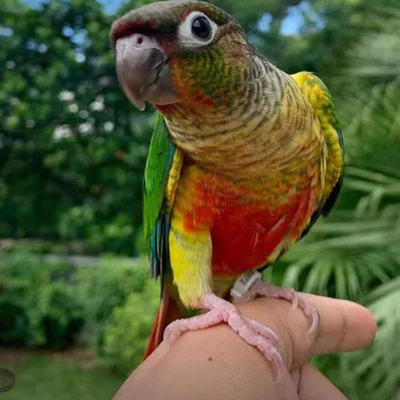 雏鸟活鸟半毛小太阳鹦鹅凤梨黄边肉桂活体标识纯手养亲人会学说话