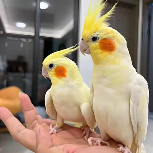 鹦鹉活鸟手养亲人会说话宠物雏鸟好养活原始灰黄化断奶小半毛