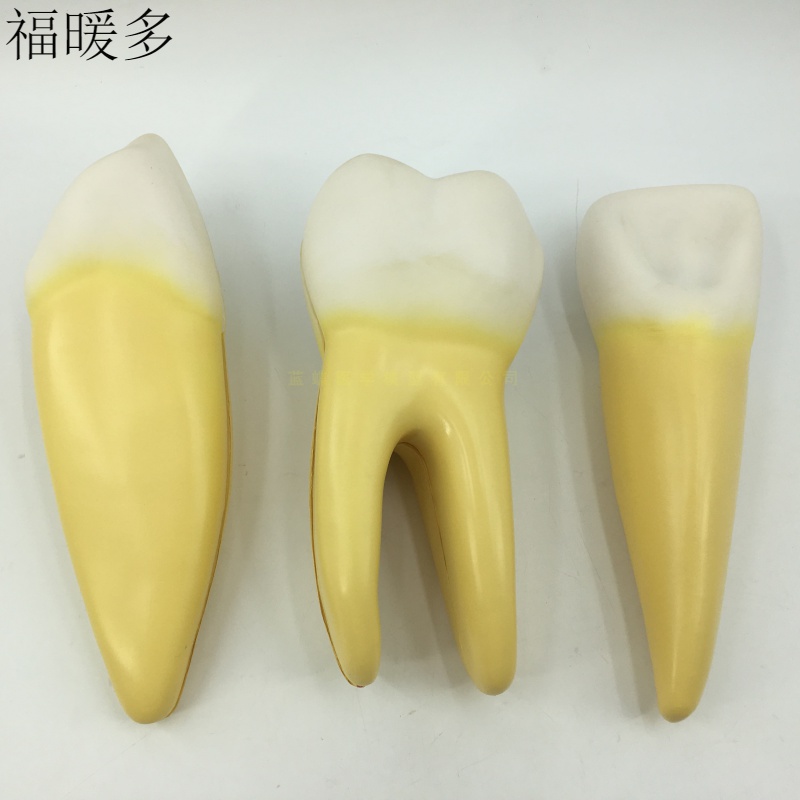 尖牙切牙磨牙放大解剖模型幼儿园口腔牙齿护理教具牙科口腔科医用