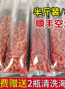 湛江现挖钓鱼活饵赤虫血虫本虫