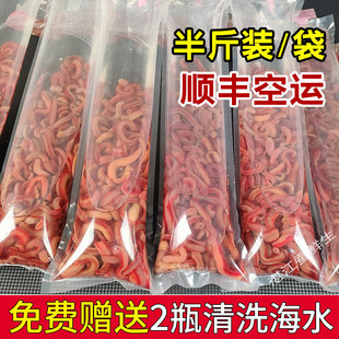 鲜活现挖海鱼活饵海钓血虫红虫钓鱼虫赤虫船钓海虫湛江钓鱼专用虫