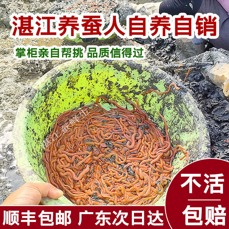 鲜活沙蚕包邮血虫海钓鱼饵青红虫鱼饵料鲈鱼饵海蜈蚣海蚯蚓海蚂蝗