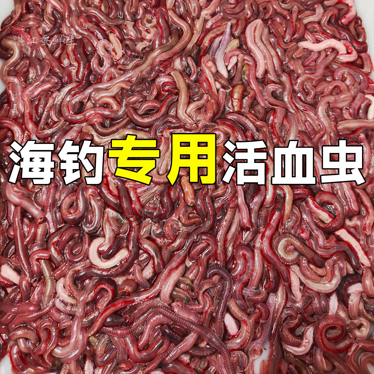 钓鱼赤虫船钓活饵红虫滩钓岸钓海虫万能钓饵血虫本红虫海挖钓鱼虫