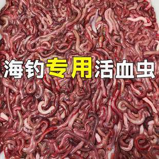 钓鱼赤虫船钓活饵红虫滩钓岸钓海虫万能钓饵血虫本红虫海挖钓鱼虫