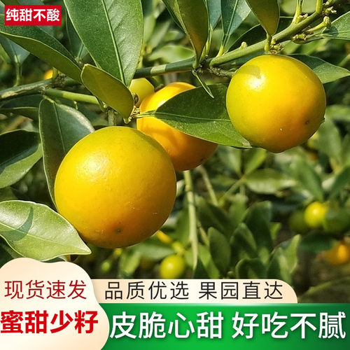 广西糖心脆皮小金桔脆甜多汁