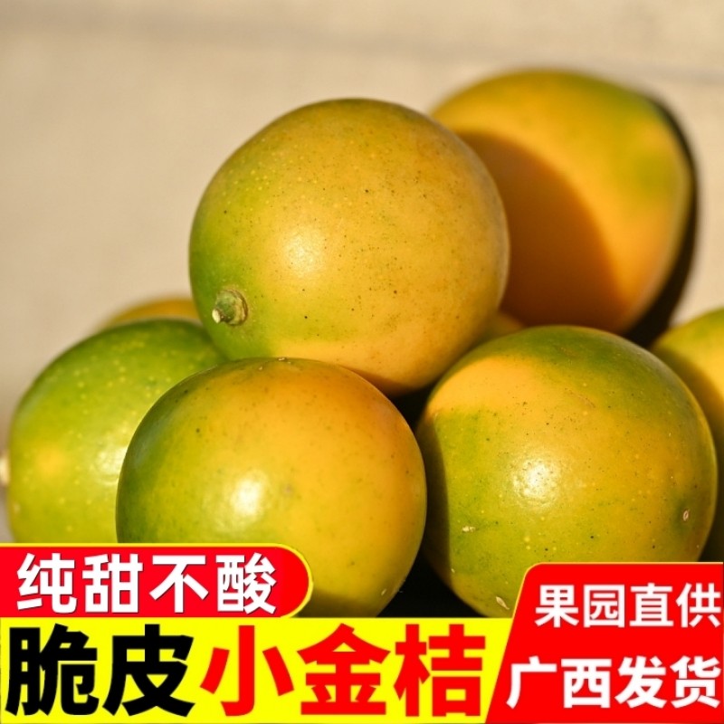 广西脆皮金桔纯甜不酸现摘当季新鲜水果糖心小金蜜桔子5斤包邮
