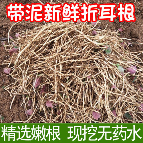 现挖新鲜折耳根带泥无药水