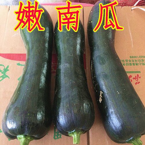河南嫩南瓜新鲜倭瓜小南瓜蔬菜绿皮迷你倭瓜应季生鲜蔬菜现摘现发