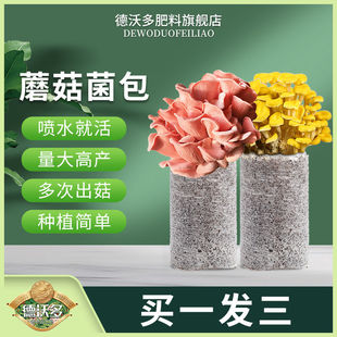 速发德沃多菌菇包菌包平菇姬庭白蘑菇食用菌包家幼儿童菇儿园种植