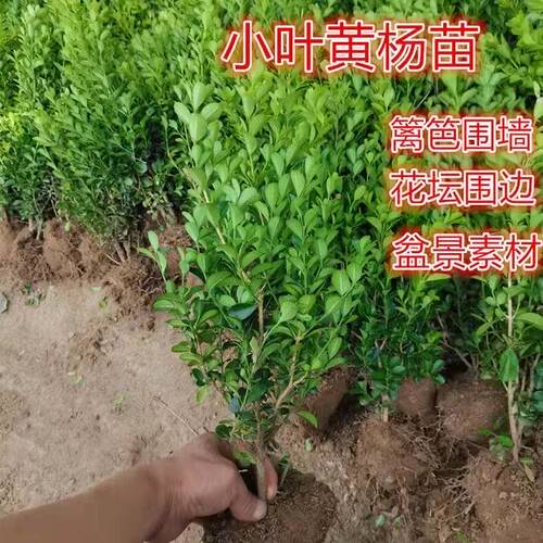 四季常青耐寒花坛绿篱小叶黄杨
