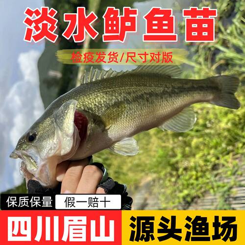 淡水鲈鱼苗加州大口黑鲈