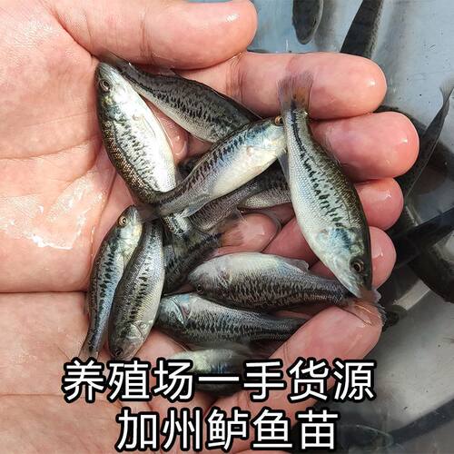 加州鲈鱼苗淡水大口黑鲈