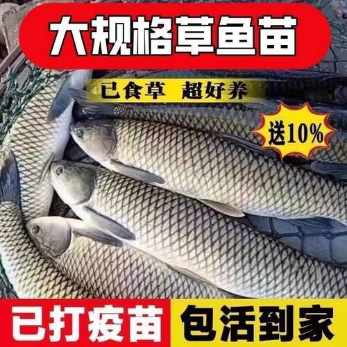 正宗优质大草鱼苗特淡水