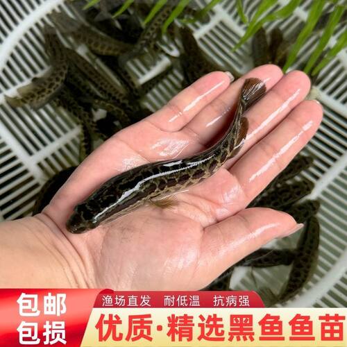 黑鱼鱼苗乌鱼生鱼财鱼淡