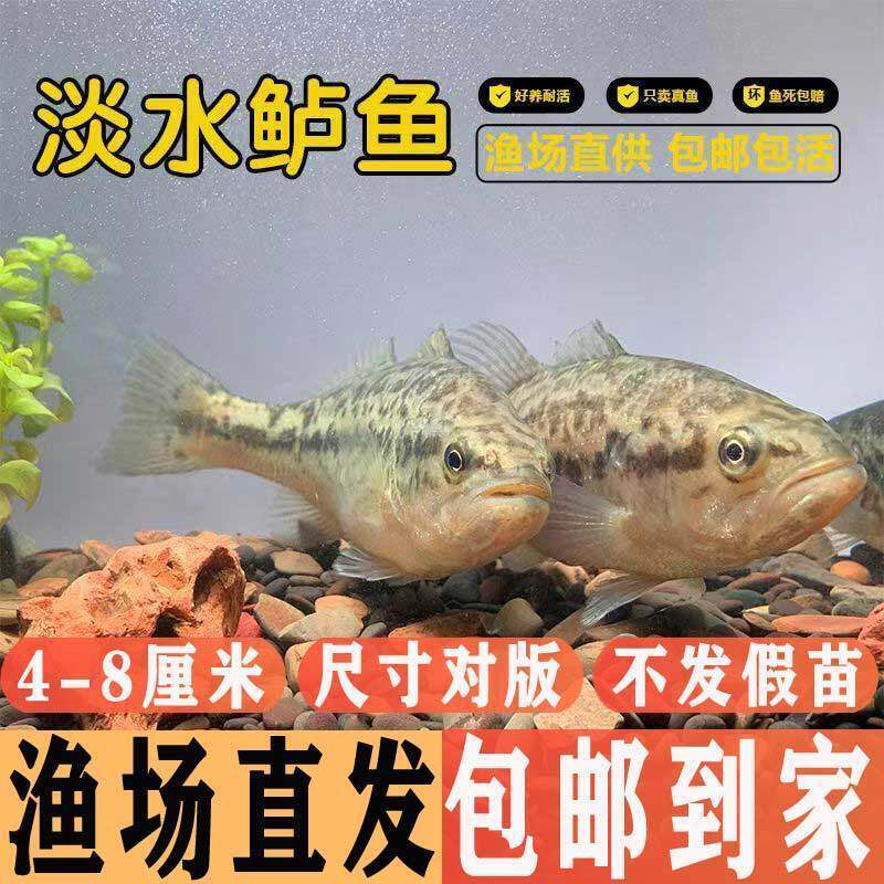 鲈鱼鱼苗凶猛淡水鱼养殖