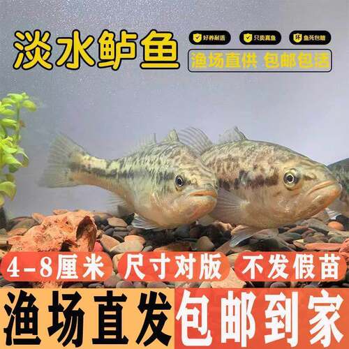 鲈鱼鱼苗凶猛淡水鱼养殖