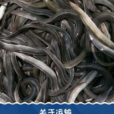 白鳝鱼苗包邮白鳗鳗鲡冷