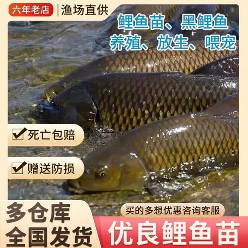 特大鲤鱼苗黄河金稻田鲜