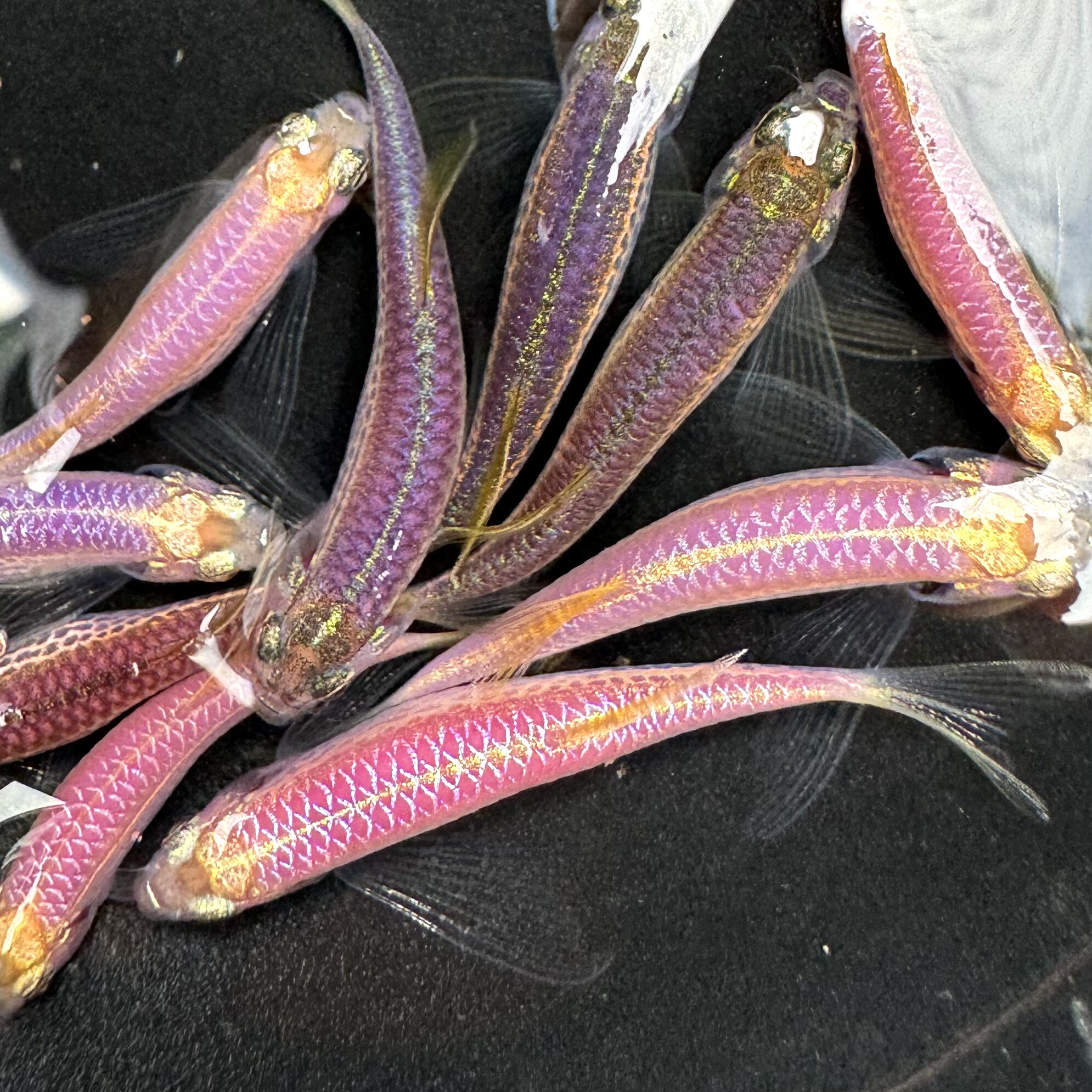 紫仙紫霞色系豹纹蝶翼斑马鱼长鳍翡翠绿龙凤冷水小型淡水好养易活