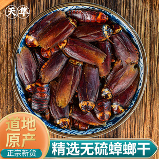【地道无硫】蟑螂中药材罐装精选药用偷油婆 美洲大蜚蠊飞蟅