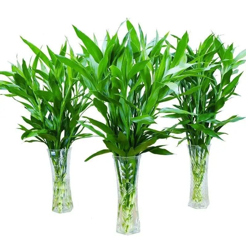 富贵竹水培植物转运竹盆栽植物室内净化空气绿植花卉四季好养水养 - 封面