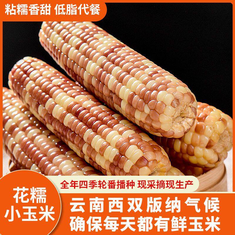 云南西双版纳小花糯玉米真空包装即食粘甜玉米非转基因香糯玉米棒