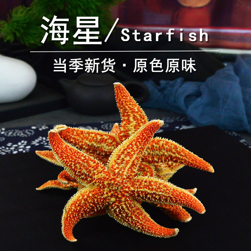 海星中药材小药仙正品天然海星干货海盘车海五角星做海星药用标本
