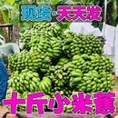 正宗小米蕉10斤新鲜香蕉芭蕉水果香焦自然熟整箱苹果蕉粉蕉甜