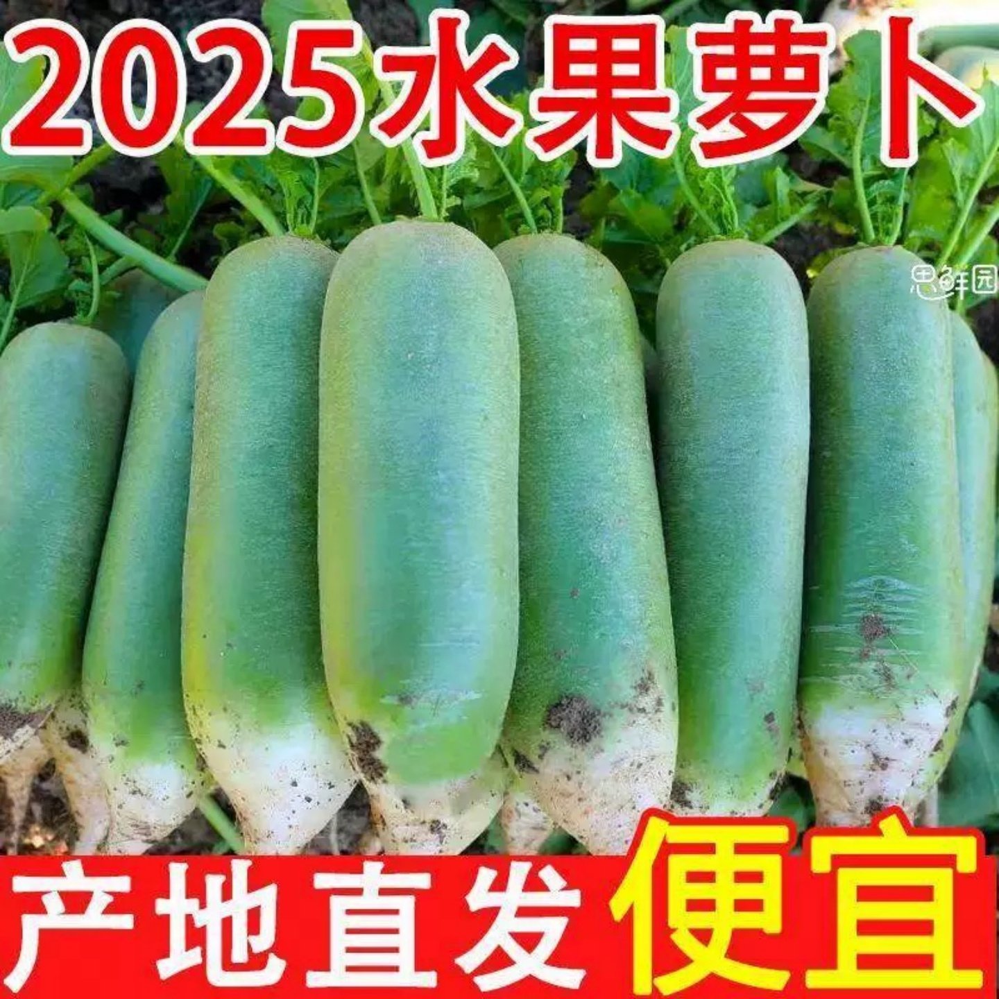 正宗水果萝卜新鲜青罗卜水果型当季蔬菜生吃脆甜多汁微辣腌萝卜干