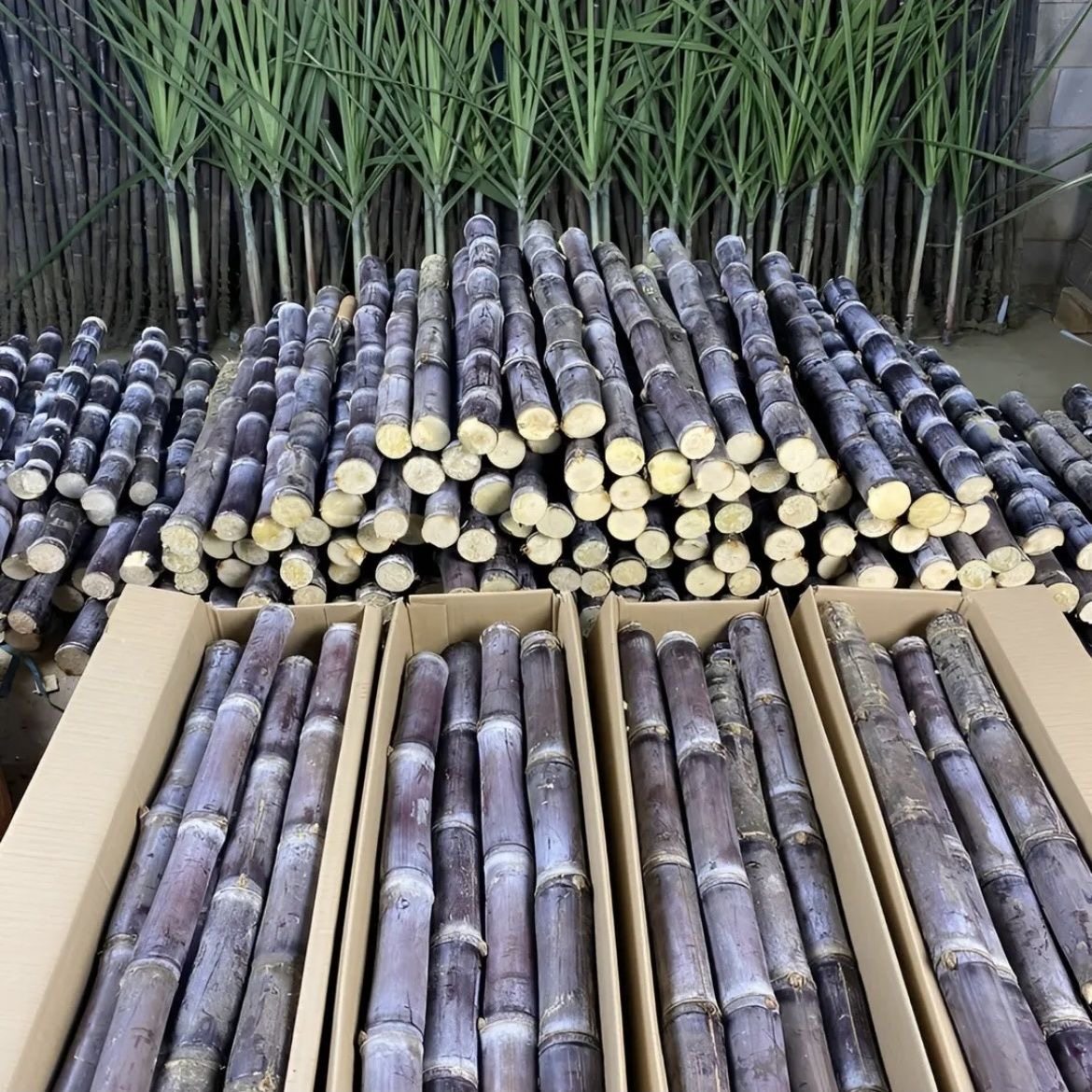 新鲜黑皮甘蔗当季水果脆甜多汁