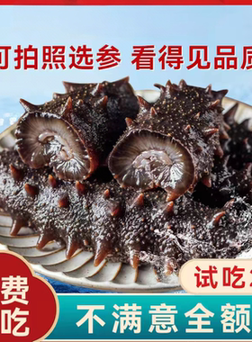大连海参深海底播即食海参500g鲜活辽刺参海生盒装冻臻品特价包邮
