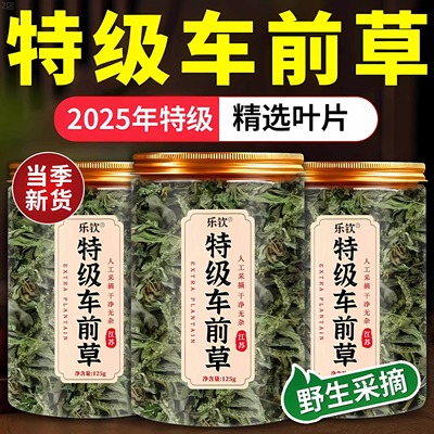 【胖东来严选】特级车前草正品