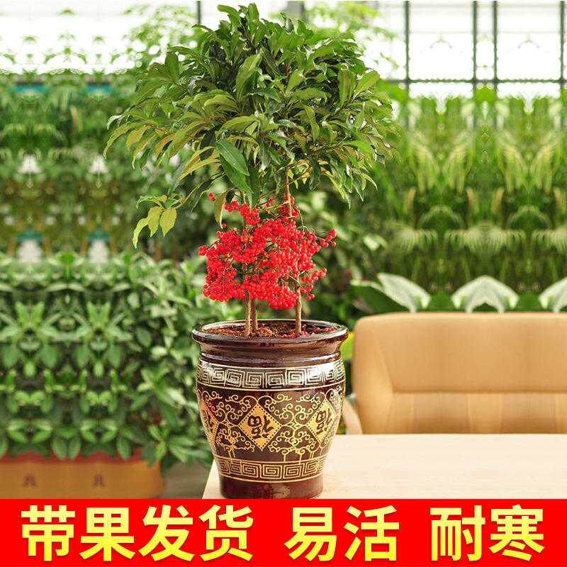 好养的花耐寒富贵子花卉室内植物富贵籽盆栽四季常青带果去甲醛