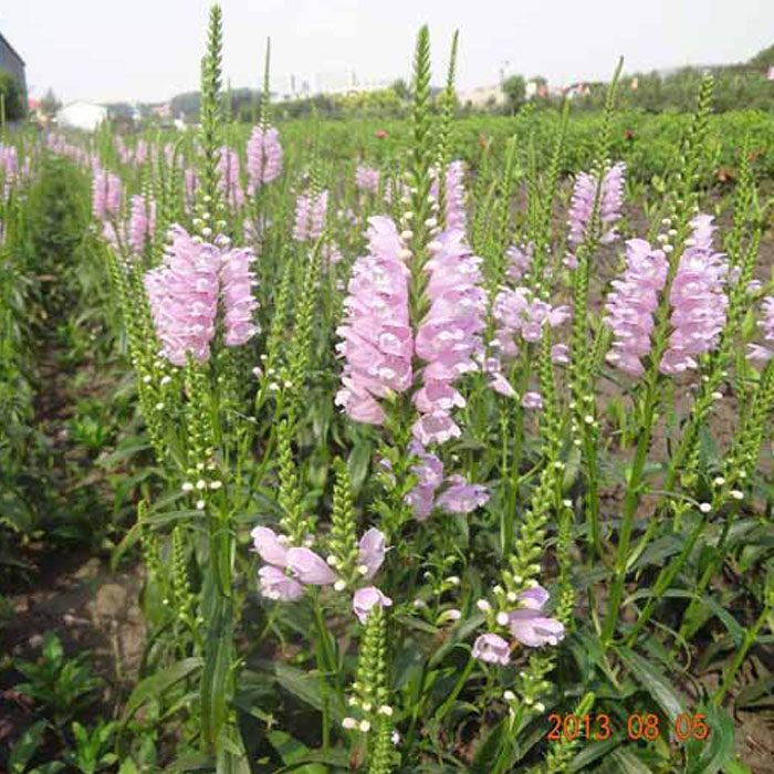 假龙头种子 绿化花卉种子 露地被植物花坛摄影 背景花境 易活种子,宠物/宠物食品及用品,水草,淘宝优惠券,粉丝福利购,淘宝优惠卷