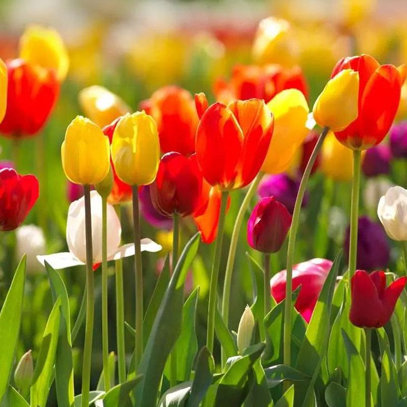 郁金香种球室内阳台花卉重瓣四季开花原生鲜花浓香盆栽花,宠物/宠物食品及用品,水草,淘宝优惠券,粉丝福利购,淘宝优惠卷