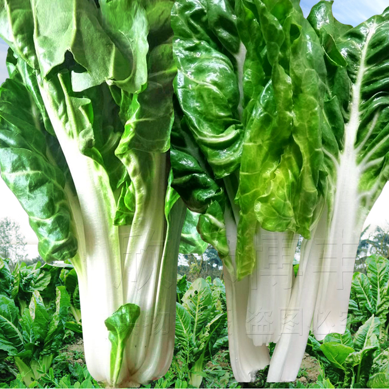 厚皮菜种子秋冬季莙荙牛皮菜种籽猪婆菜阳台盆栽耐寒四季野菜种孑