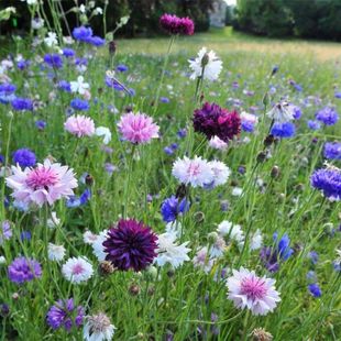 矢车菊种子翠兰花籽荔枝菊绿化工程花海花卉蓝芙蓉种易活
