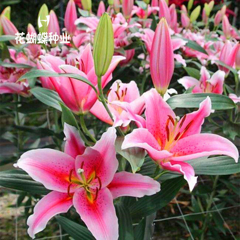 百合种球根耐寒室外外花种子四季易种活百合花子开花不断庭院花籽,宠物/宠物食品及用品,水草,淘宝优惠券,粉丝福利购,淘宝优惠卷