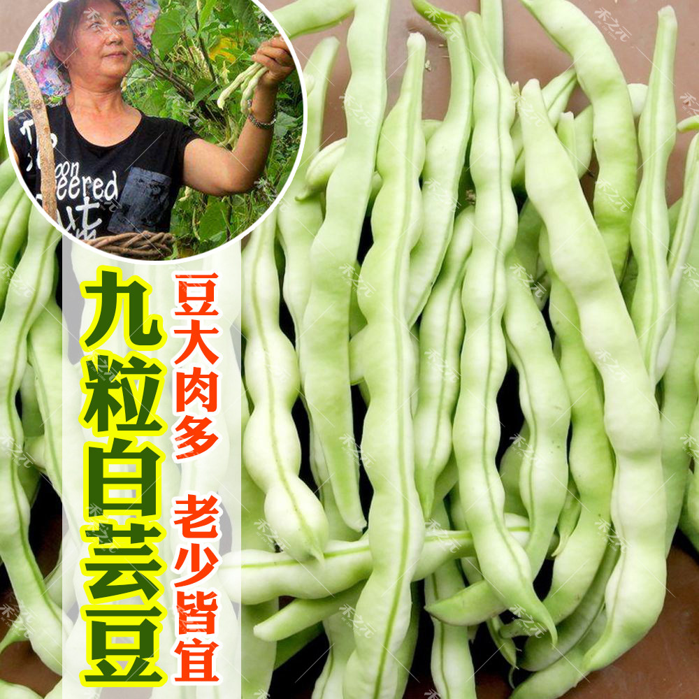 九粒白种子大全芸豆种籽白不老来少豆角四季菜豆蔬菜种孑芸豆种子,宠物/宠物食品及用品,水草,淘宝优惠券,粉丝福利购,淘宝优惠卷