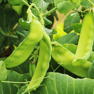 豌豆荷兰豆种籽种子豌豆苗豆角大荚菜豌豆种子菜豌豆子种籽孑大夹