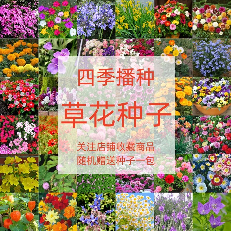 草花种子百日草种籽波斯菊太阳花种子四季阳台庭院向日葵种子植物